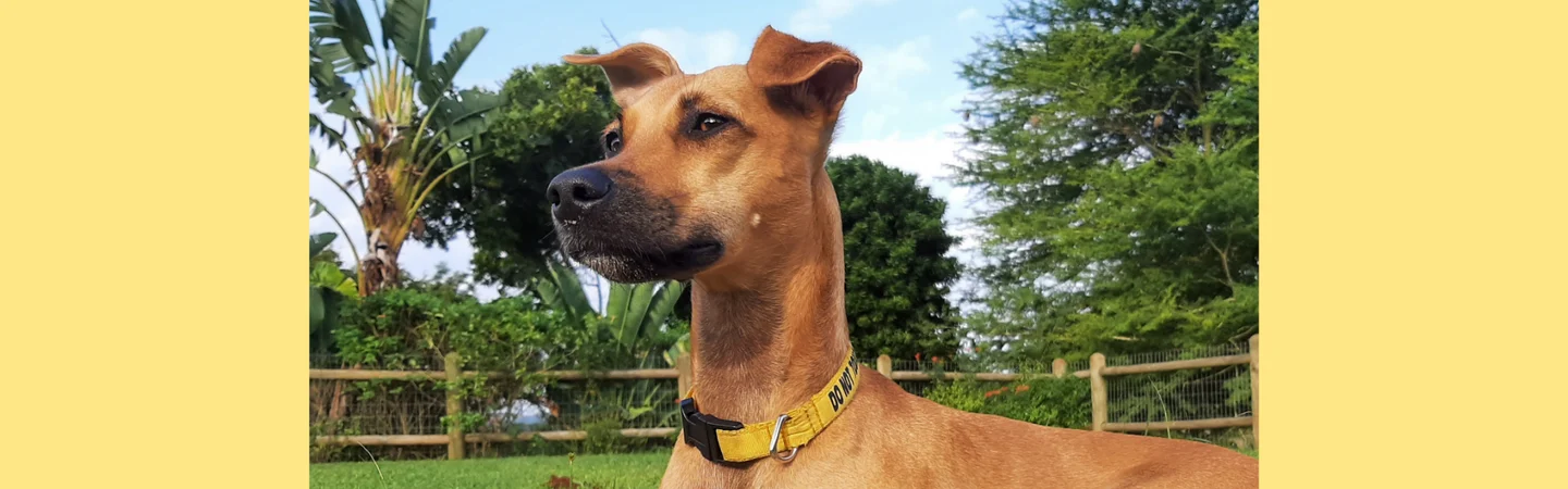 Dog Walking Etiquette - Greeting Other Dogs feature image