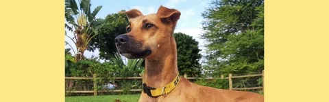 Dog Walking Etiquette - Greeting Other Dogs feature image