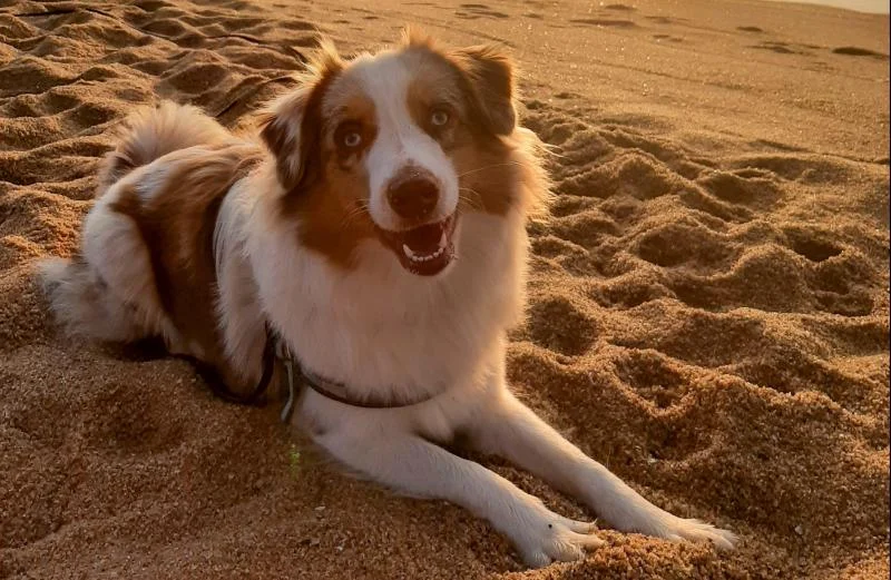 Dog on a beach for a dog walking service