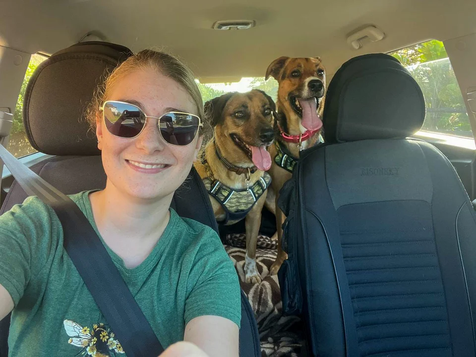 Happy dogs in a car for pet transport